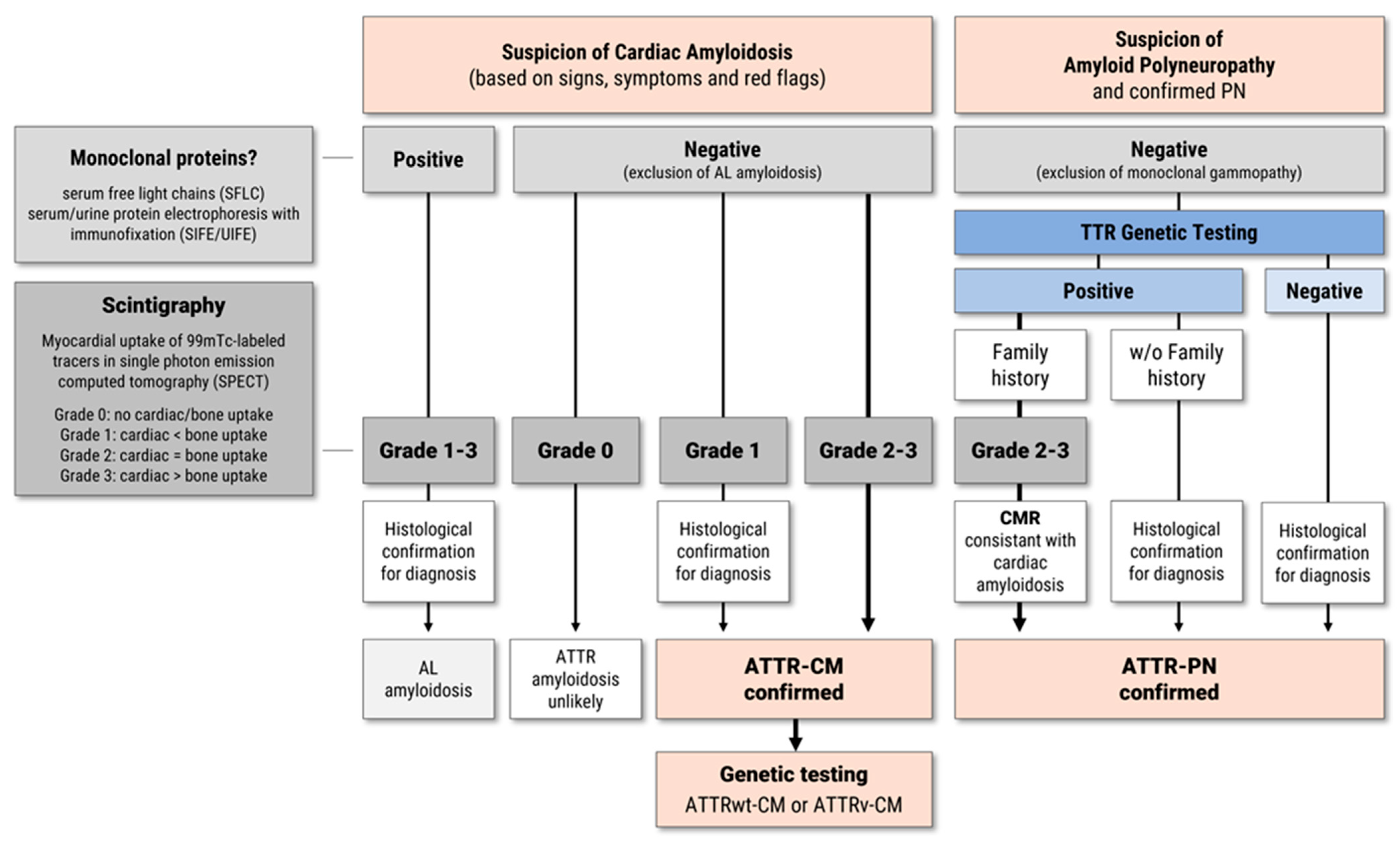 Transthyretin Amyloid Cardiomyopathy—2025 Update: Current Diagnostic ...