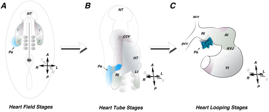 Jdb 01 00082 g001 1024