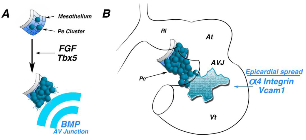 Jdb 01 00082 g003 1024