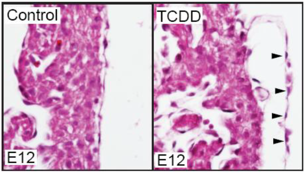 Jdb 01 00112 g001 1024