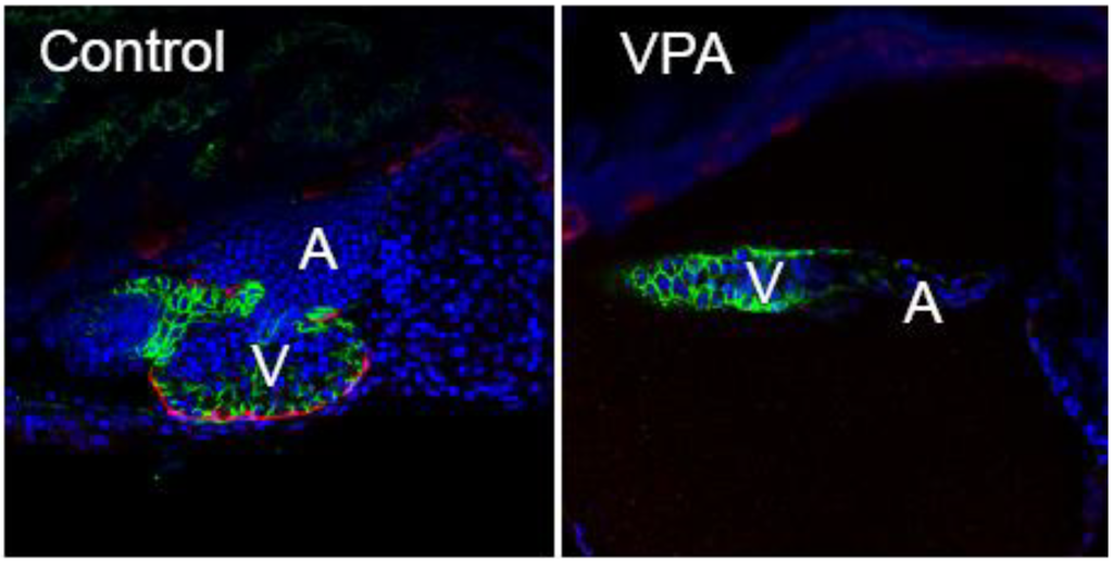 Jdb 01 00112 g002 1024