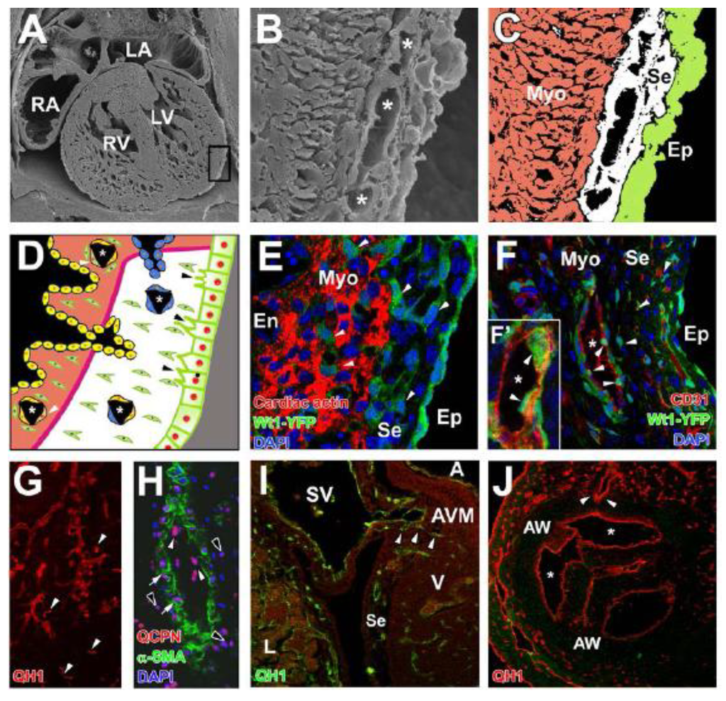 Jdb 01 00186 g001 1024
