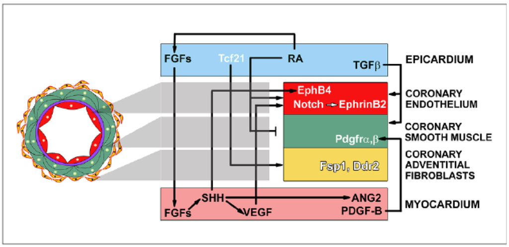 Jdb 01 00186 g002 1024