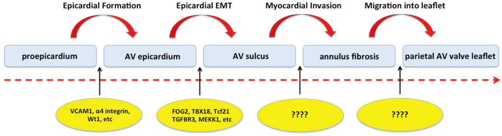 Jdb 02 00001 g002 1024