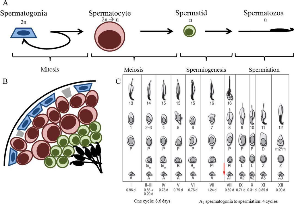 Jdb 02 00034 g001 1024