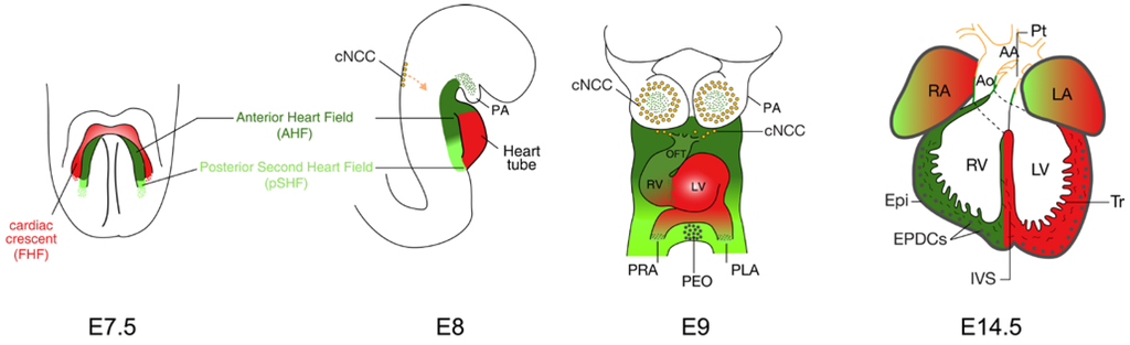 Jdb 02 00050 g001 1024
