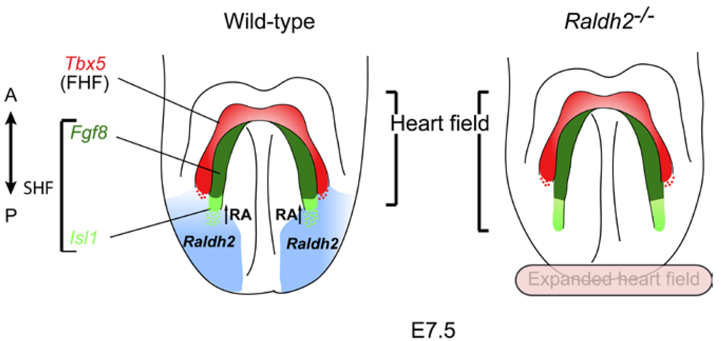 Jdb 02 00050 g002 1024