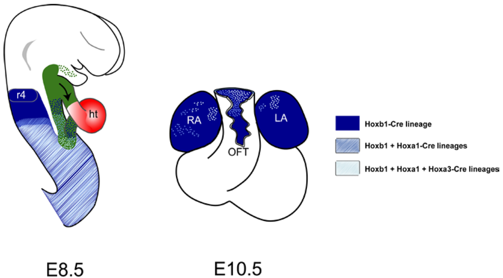 Jdb 02 00050 g003 1024