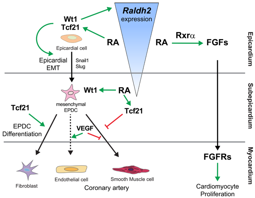 Jdb 02 00050 g004 1024