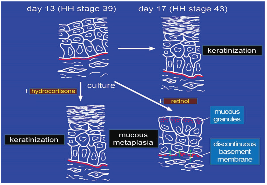 Jdb 02 00158 g001 1024