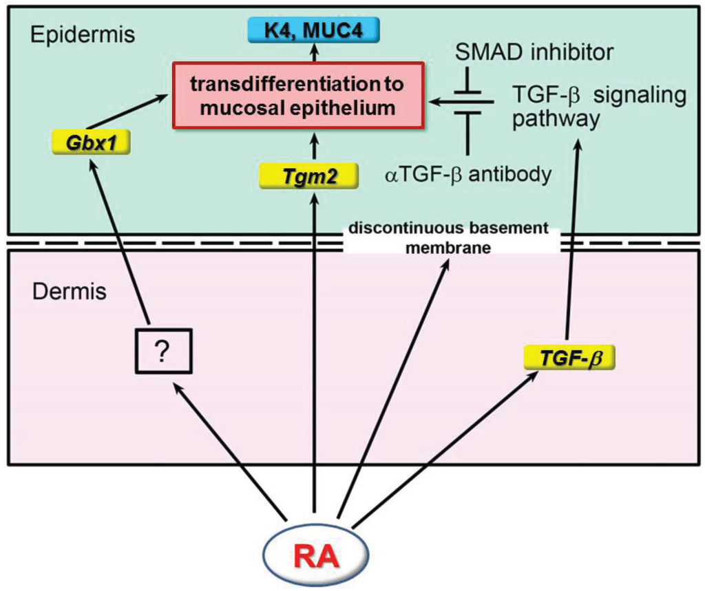 Jdb 02 00158 g002 1024