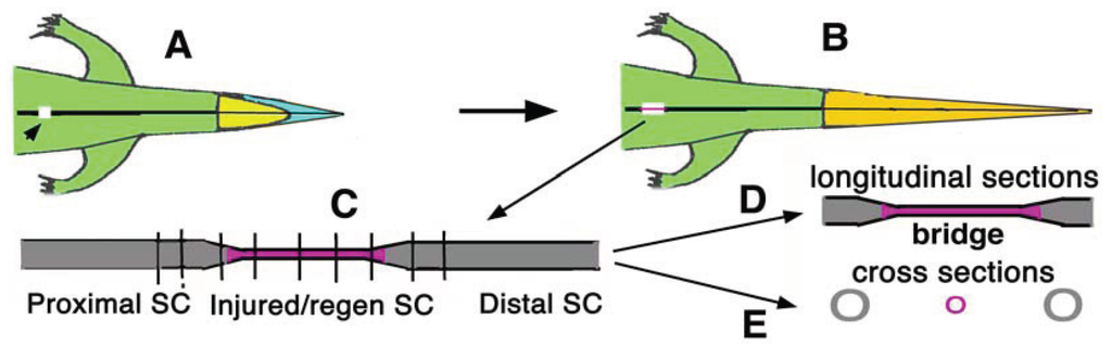 Jdb 02 00210 g001 1024