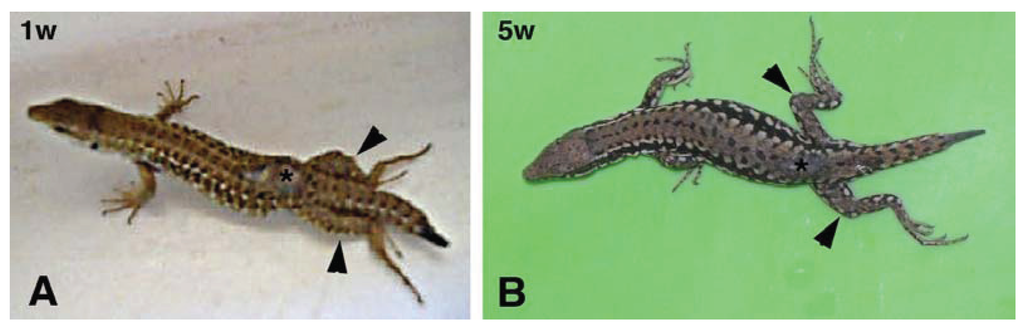 Jdb 02 00210 g002 1024