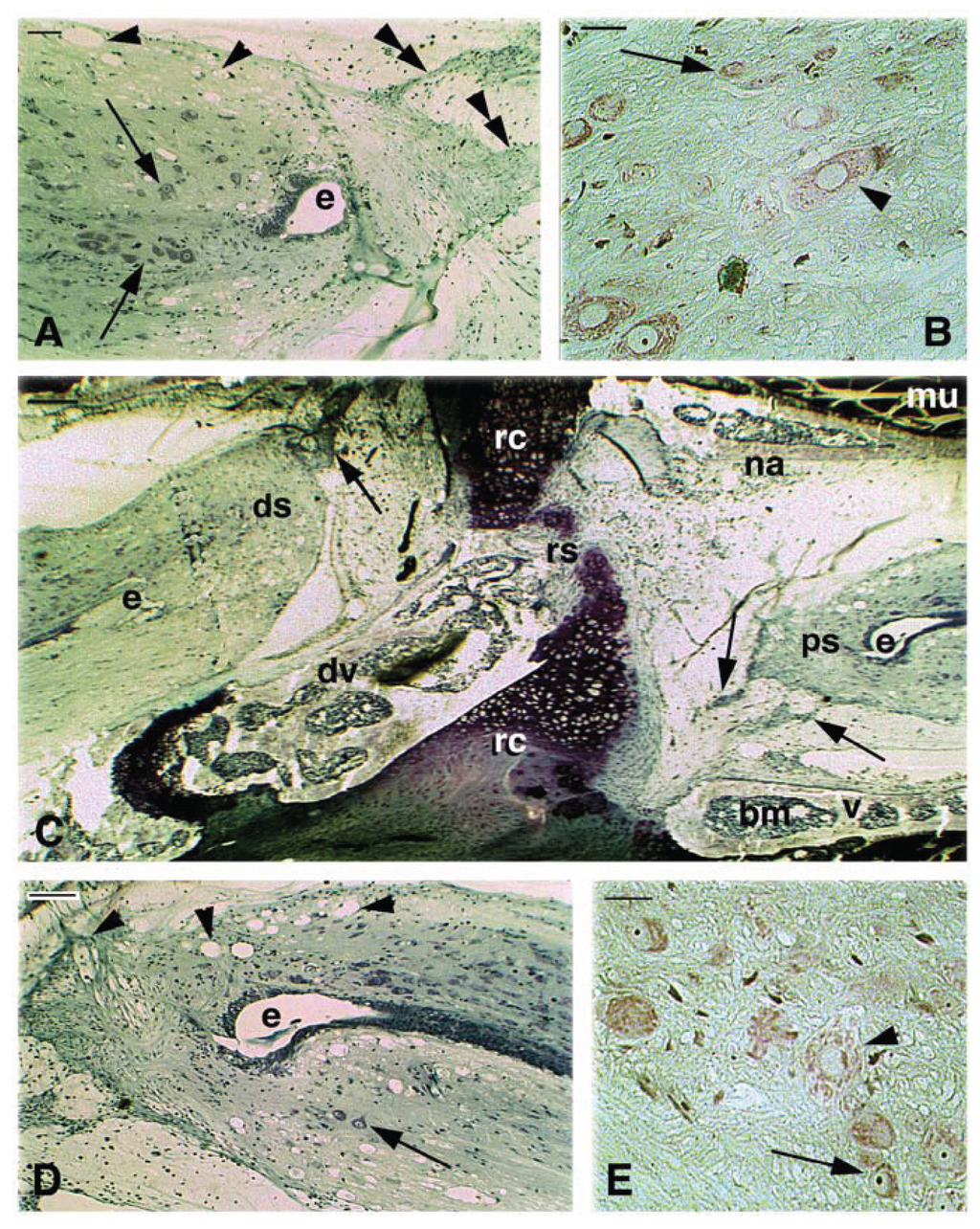 Jdb 02 00210 g004 1024