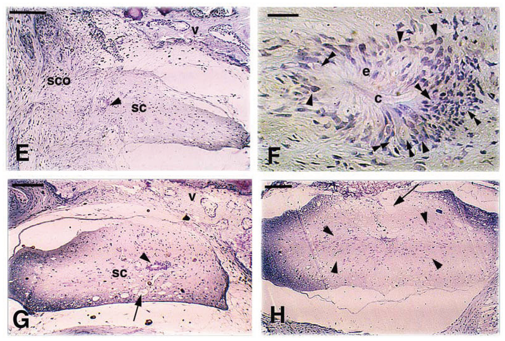 Jdb 02 00210 g006b 1024