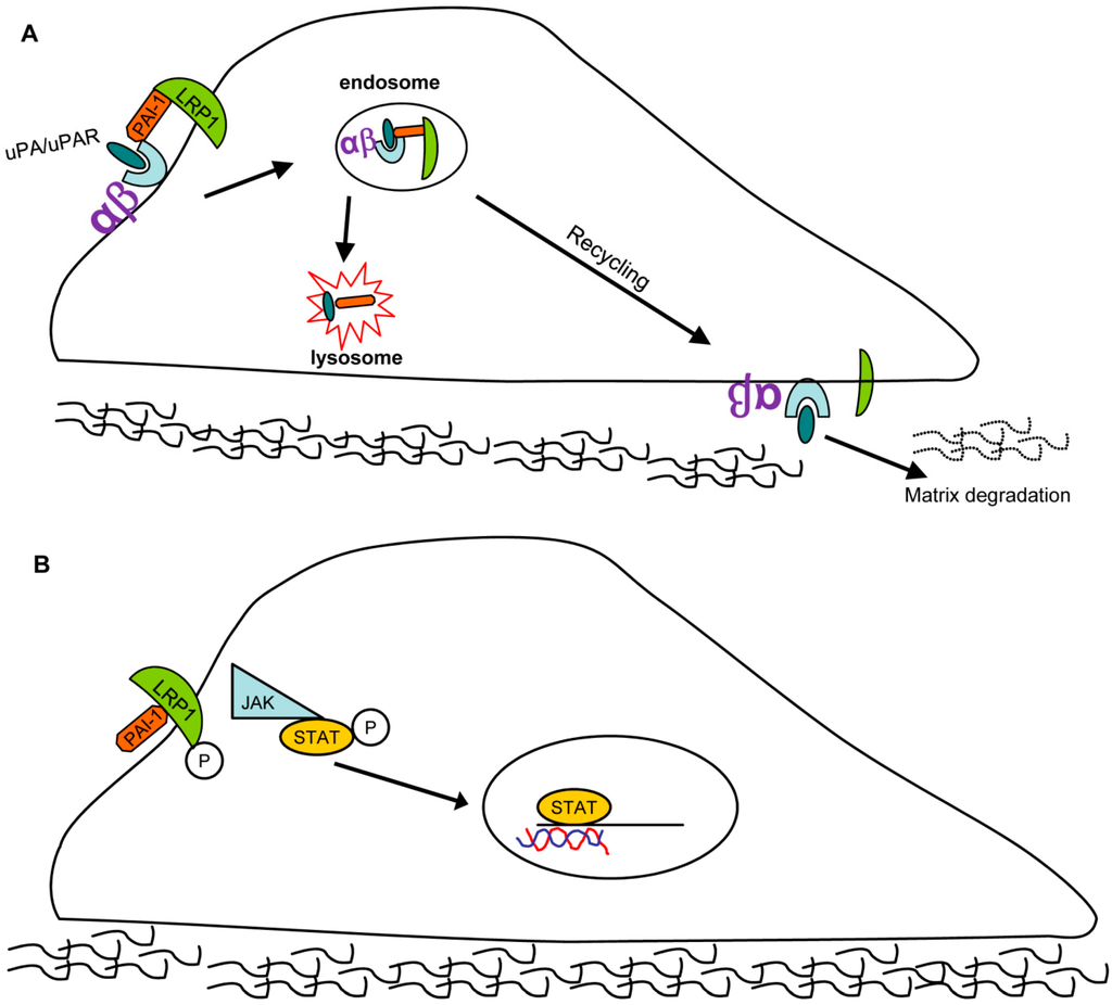 Jdb 03 00011 g003 1024