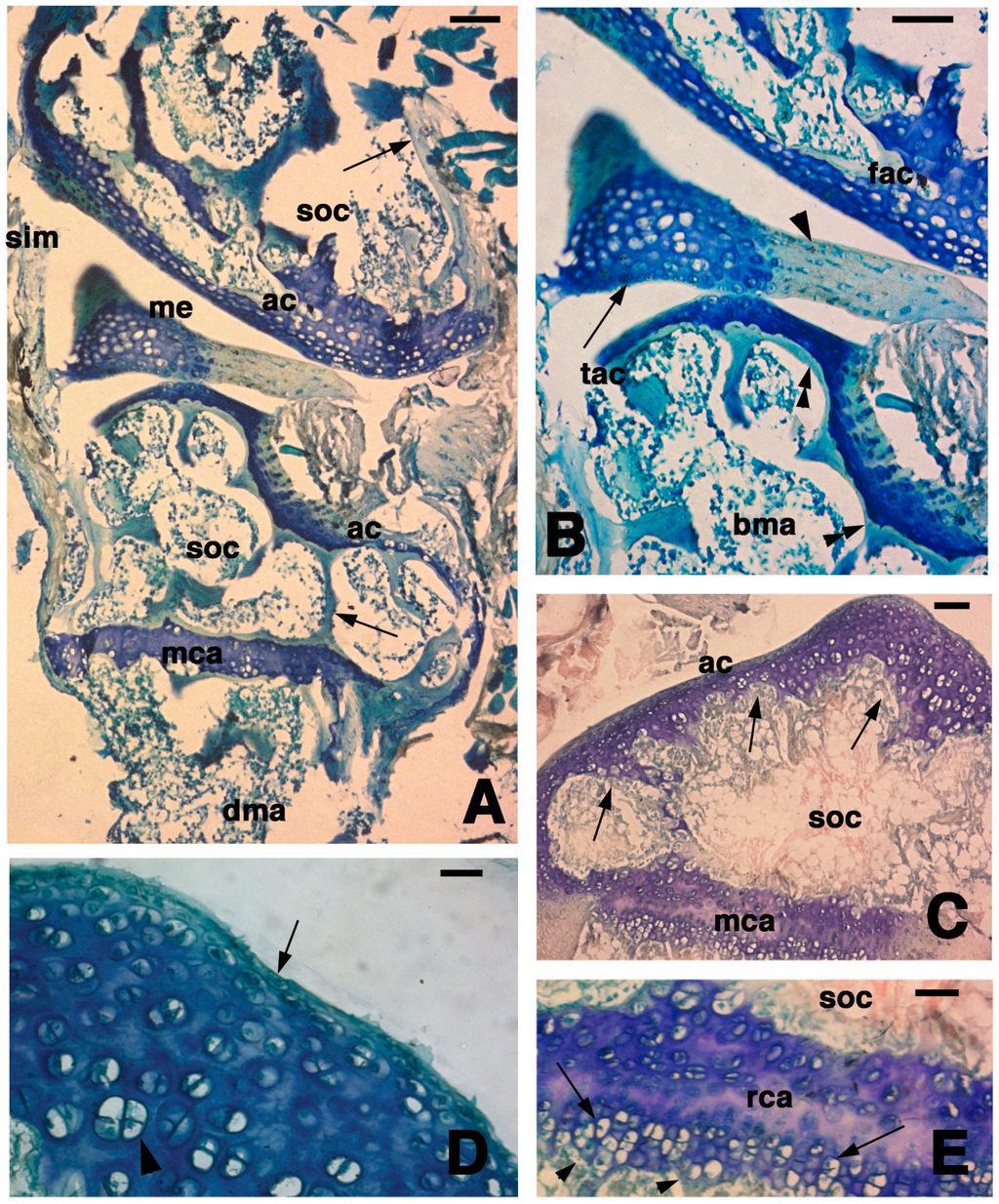 Jdb 03 00071 g001 1024