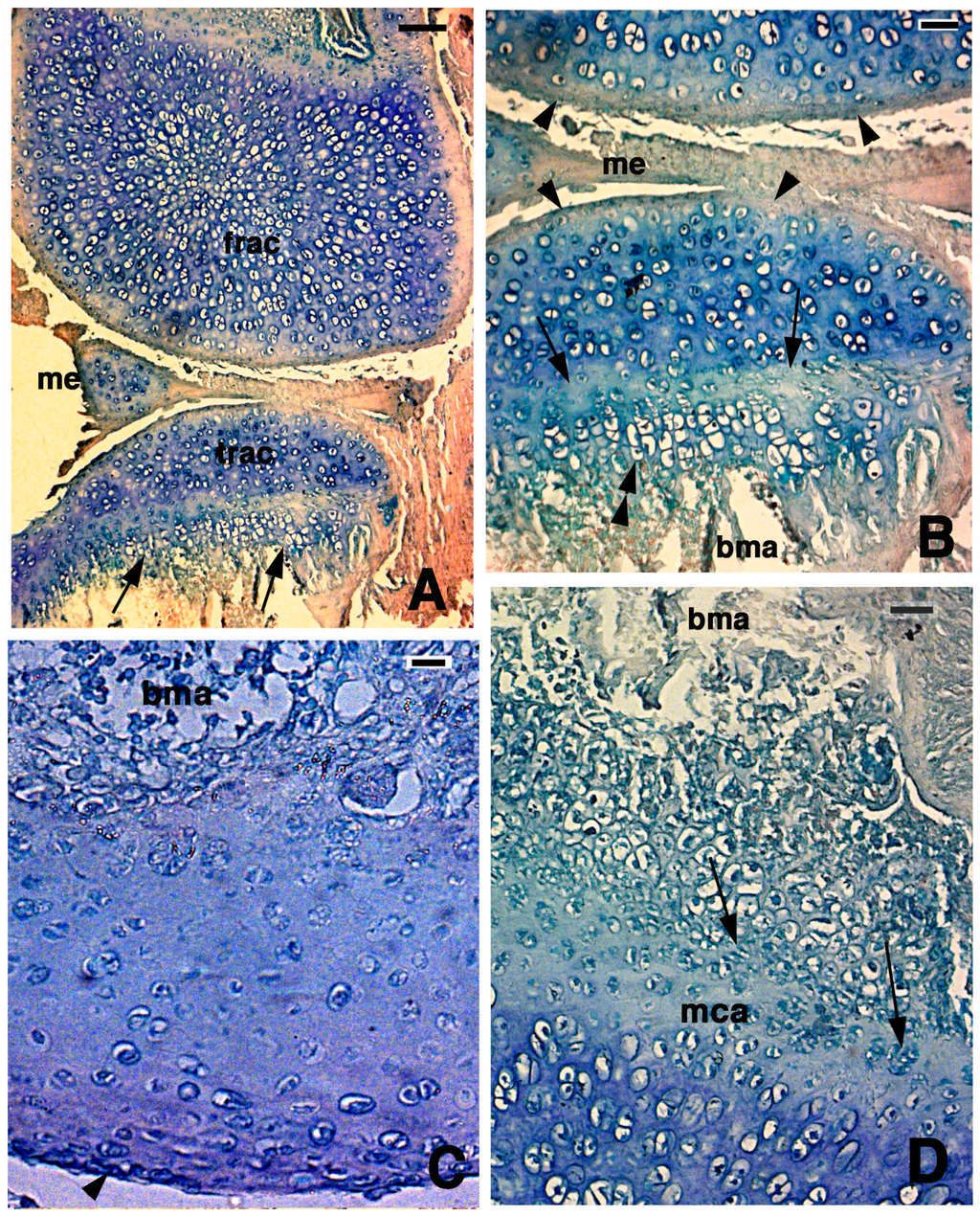 Jdb 03 00071 g004 1024