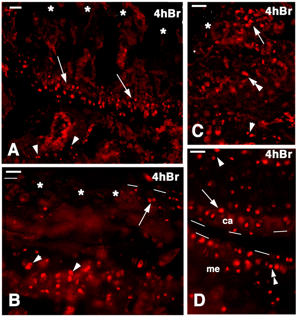 Jdb 03 00071 g007 1024