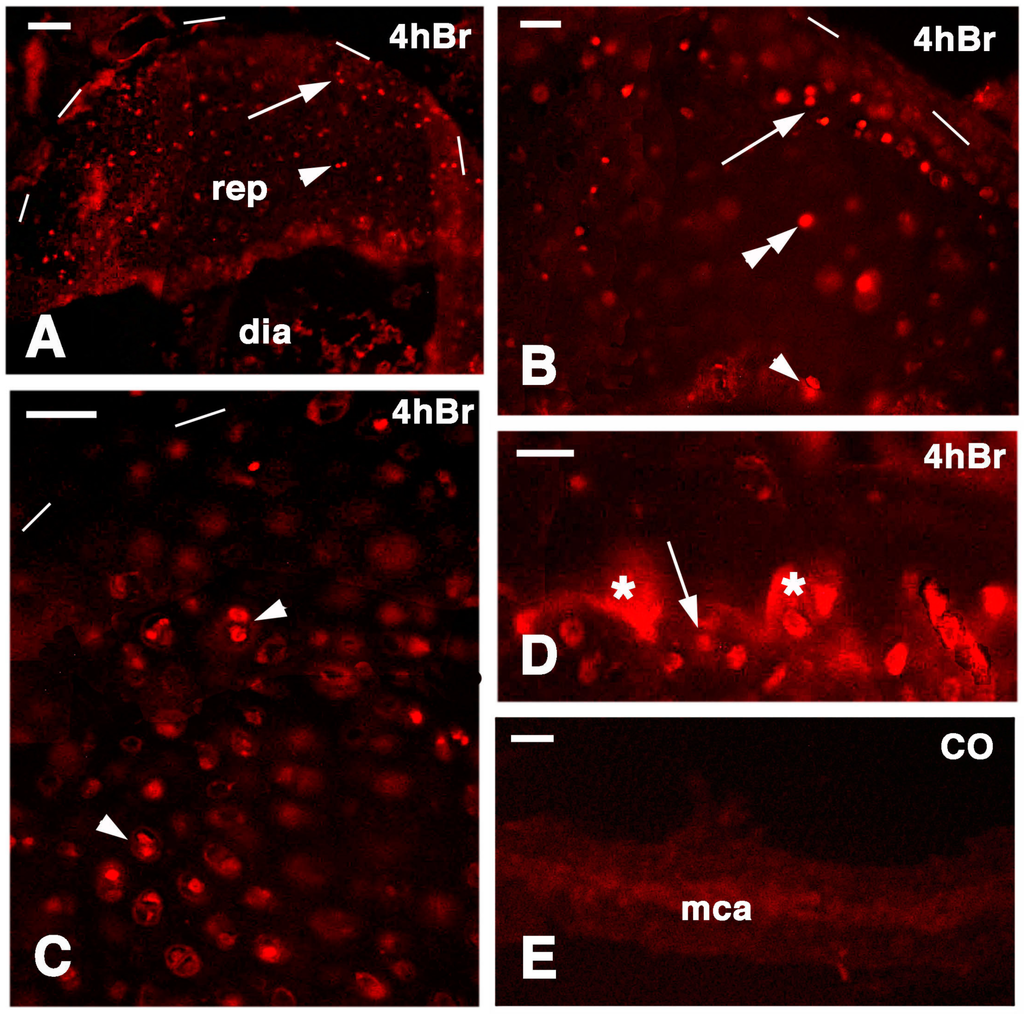 Jdb 03 00071 g008 1024