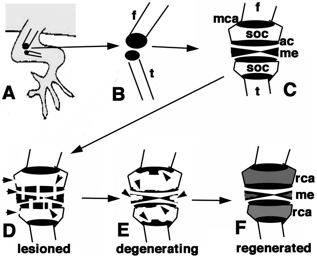 Jdb 03 00071 g010 1024