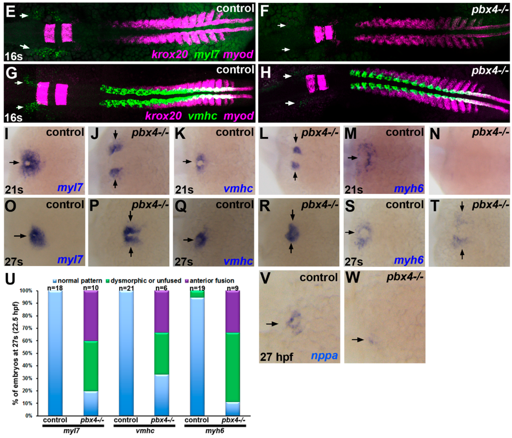 Jdb 03 00093 g002b 1024