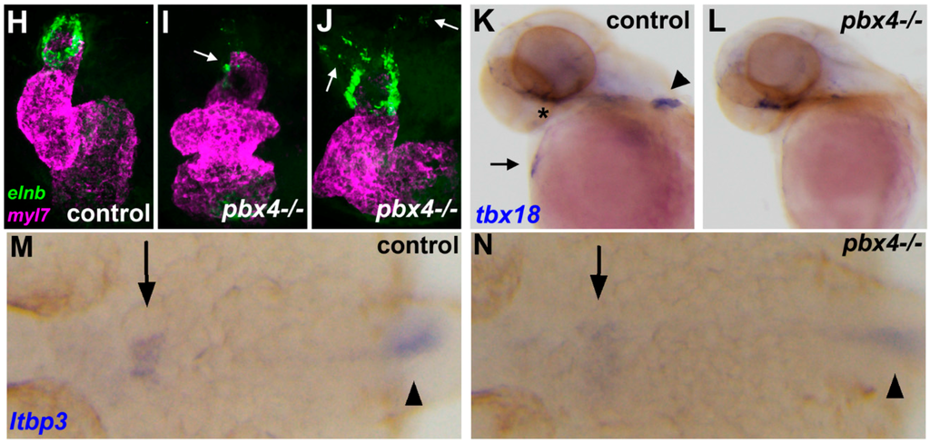Jdb 03 00093 g004b 1024