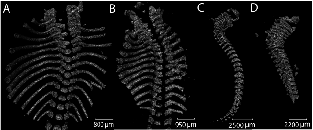 Jdb 03 00158 g002 1024
