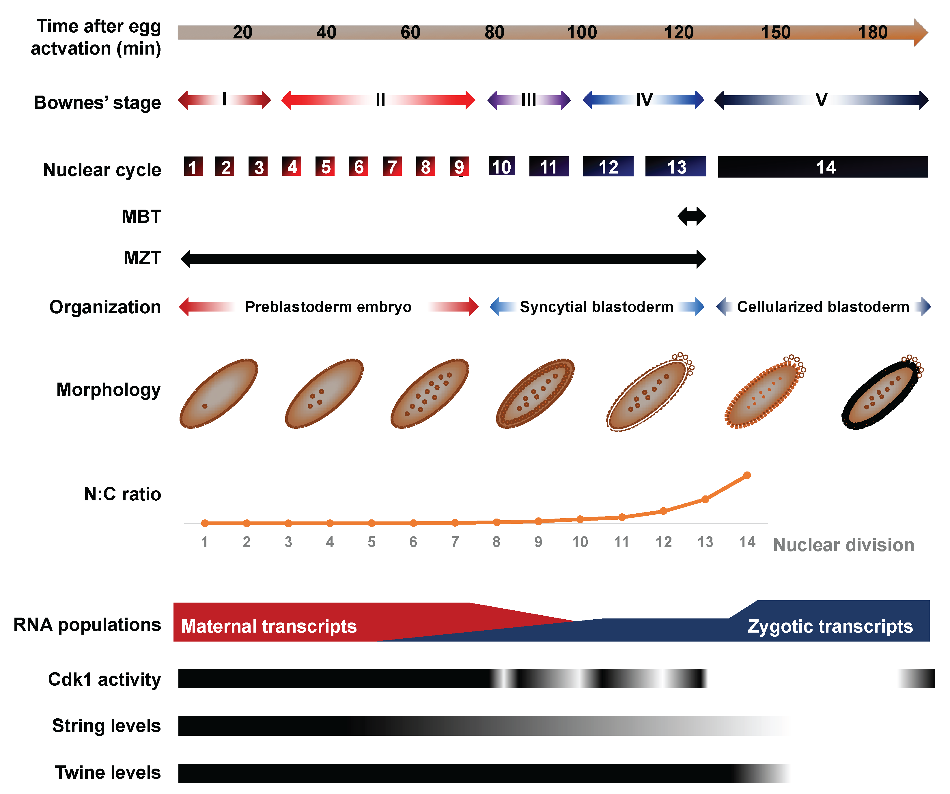 Jdb 06 00005 g001 Jdb 06 00005 g001
