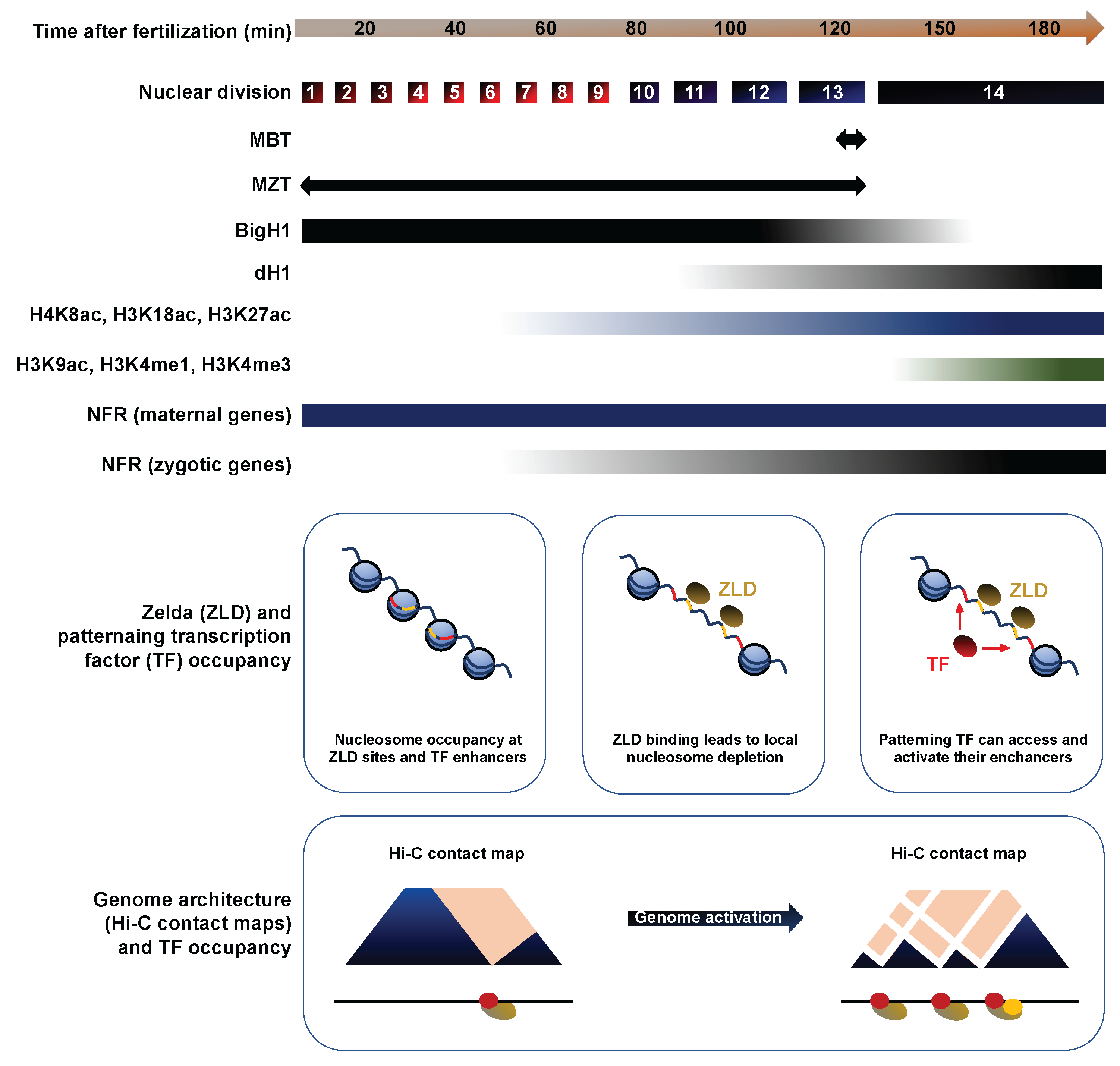Jdb 06 00005 g005 Jdb 06 00005 g005