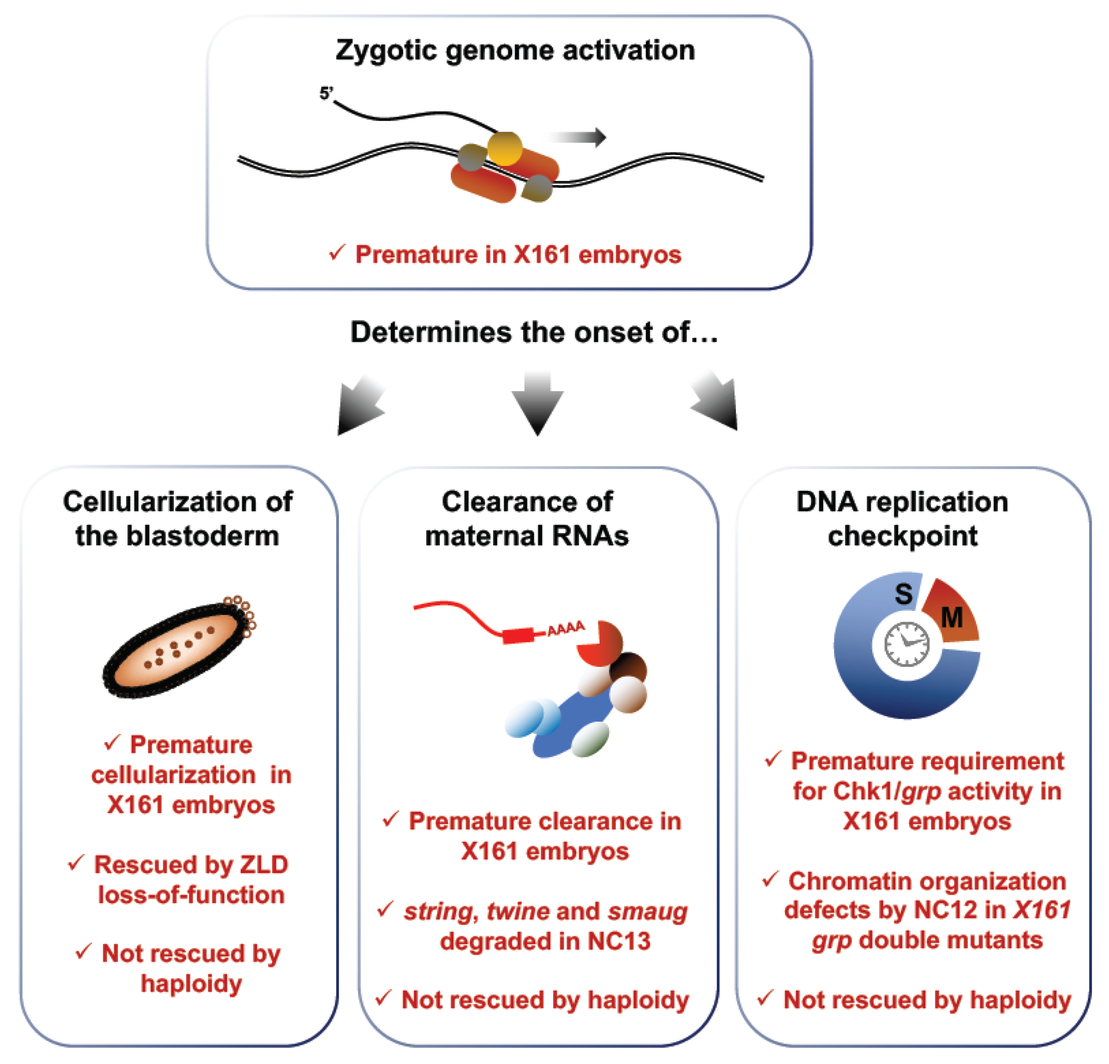 Jdb 06 00005 g006 Jdb 06 00005 g006