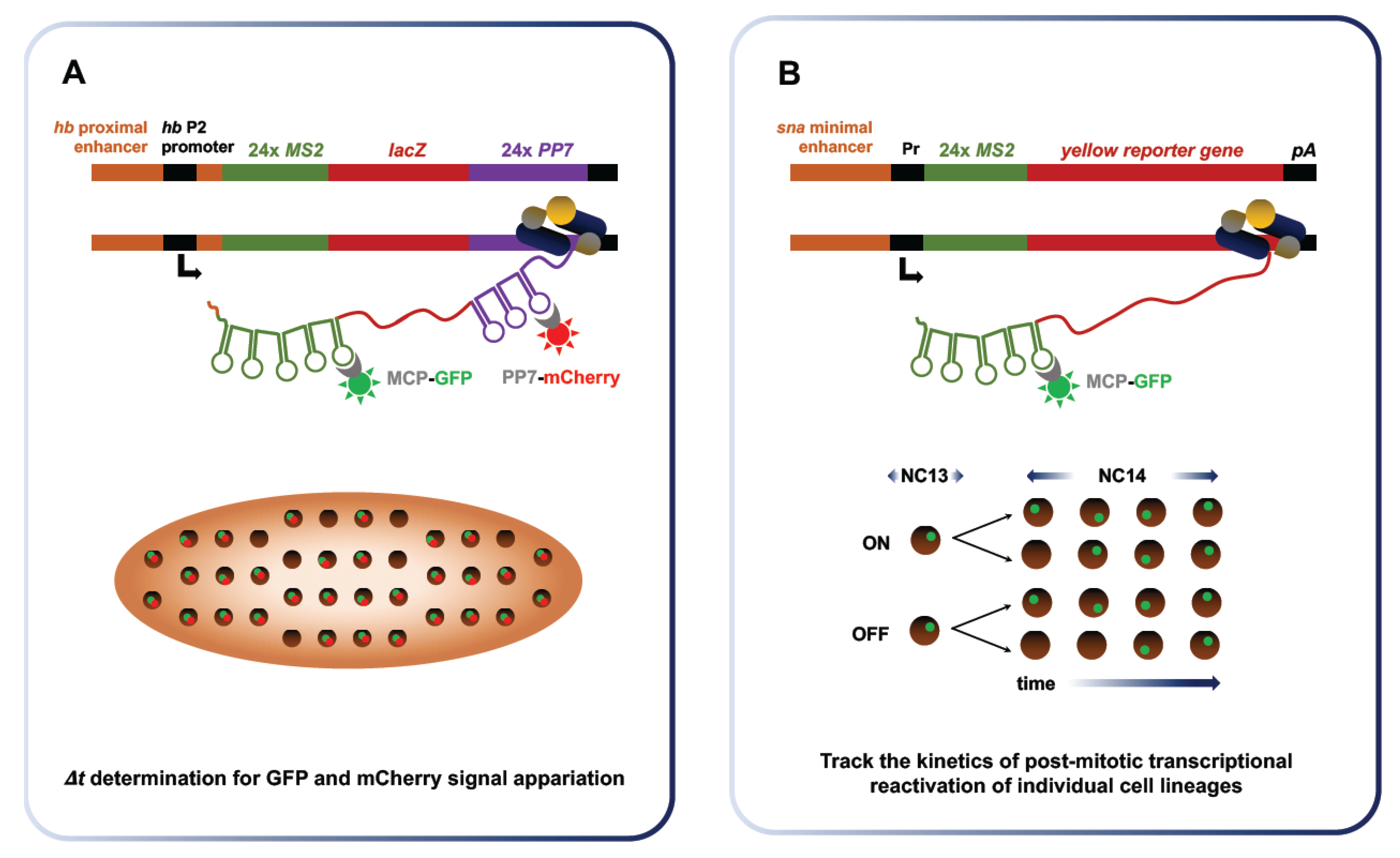 Jdb 06 00005 g007 Jdb 06 00005 g007