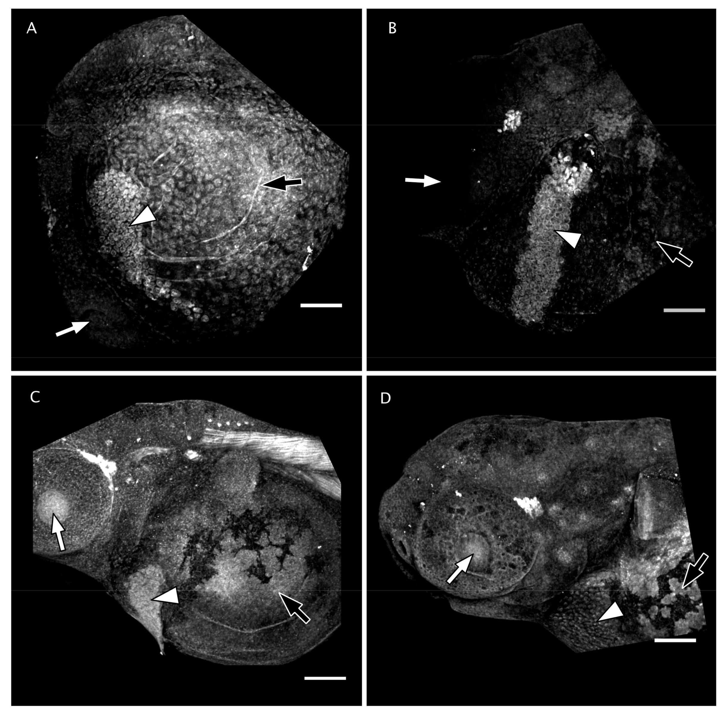 Jdb 08 00003 g002 Jdb 08 00003 g002