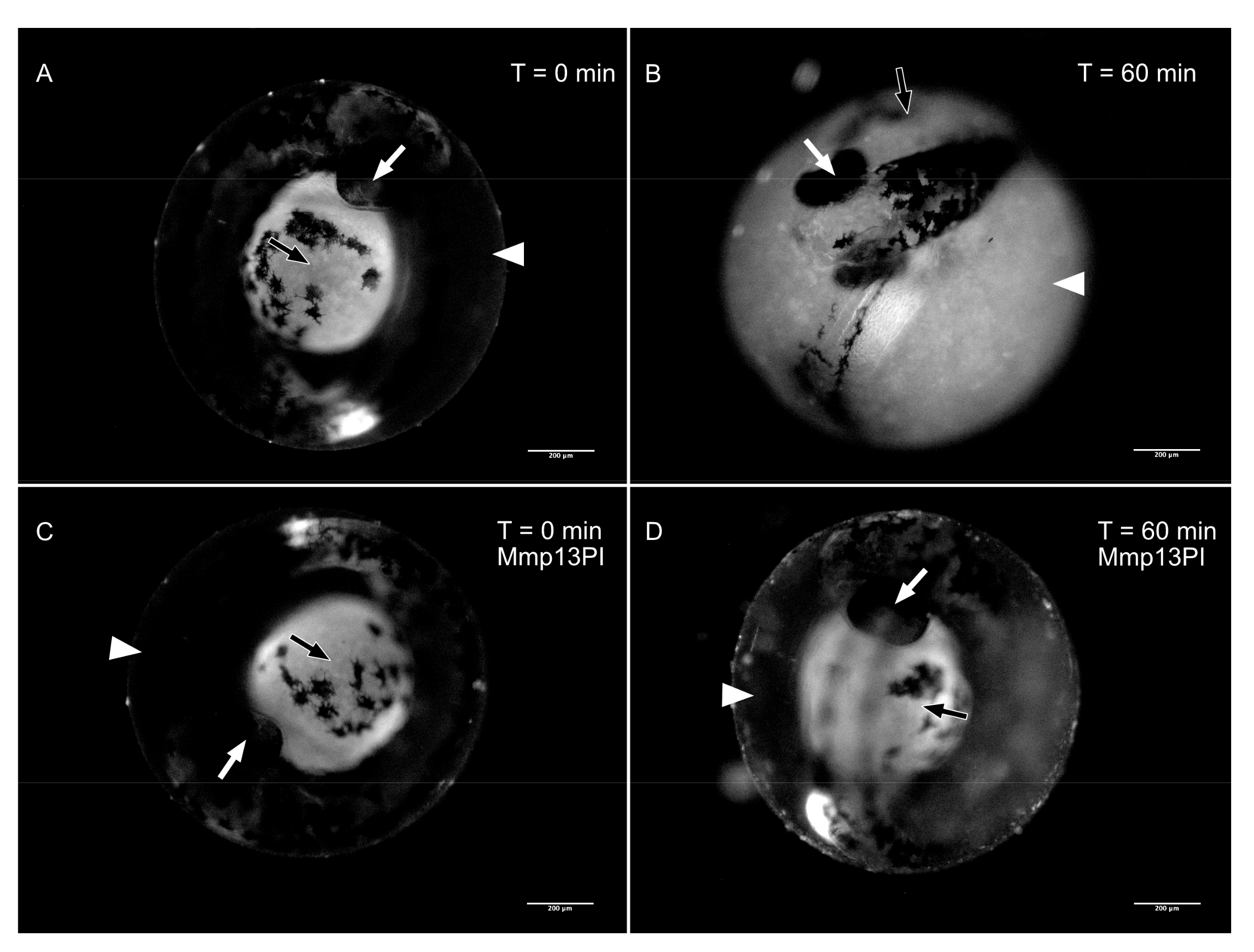Jdb 08 00003 g006 Jdb 08 00003 g006