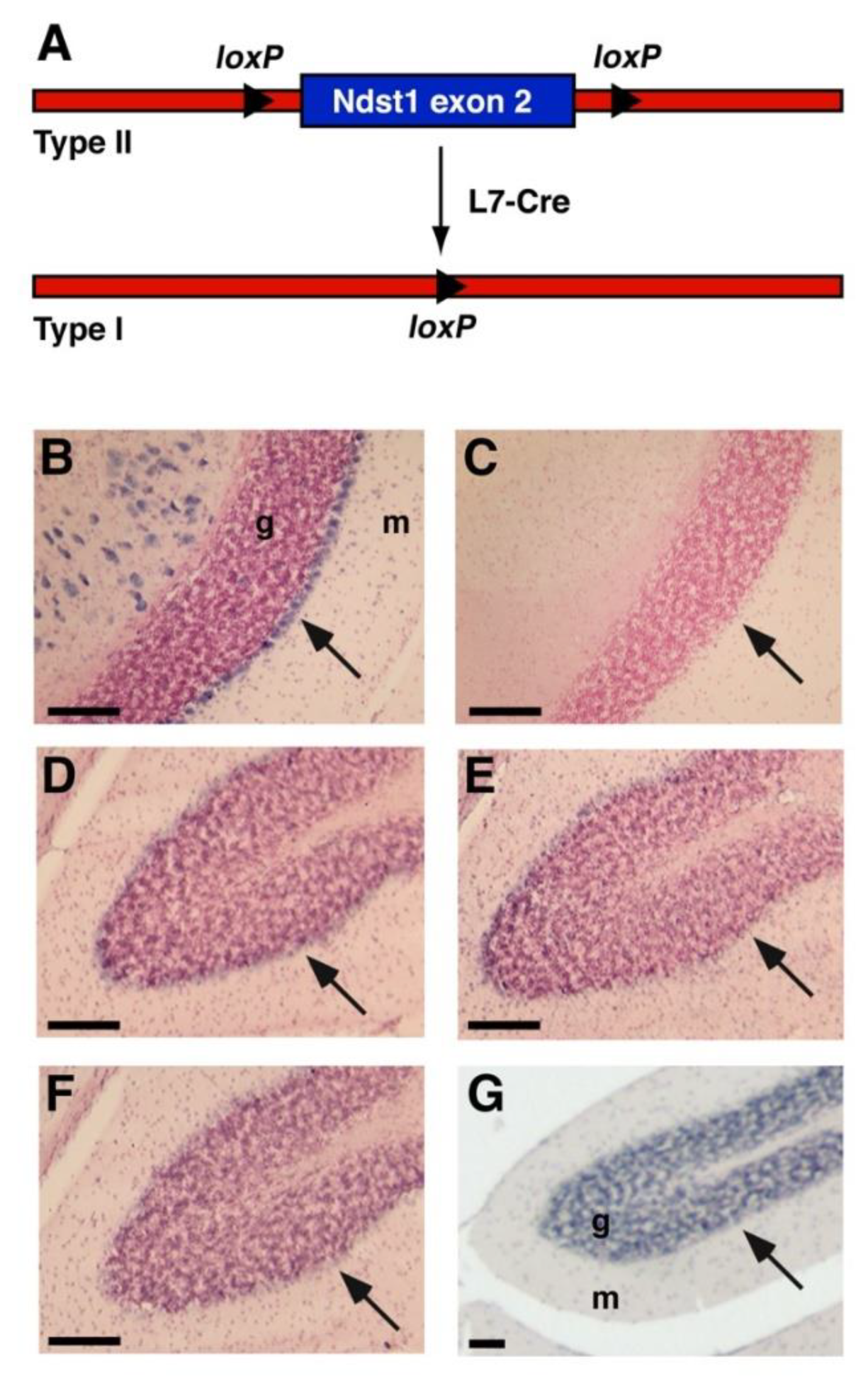 Jdb 08 00013 g001 Jdb 08 00013 g001