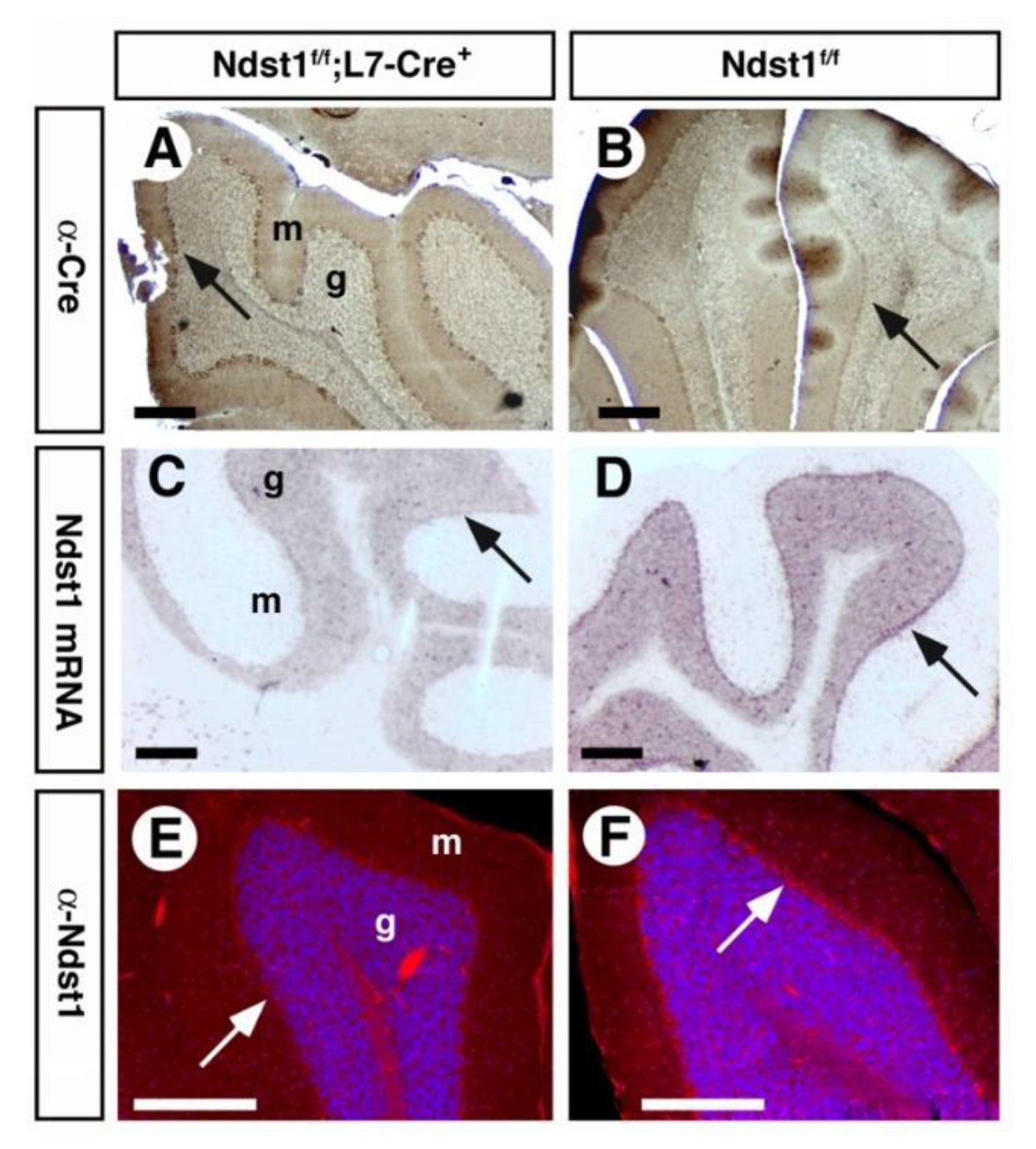 Jdb 08 00013 g002 Jdb 08 00013 g002