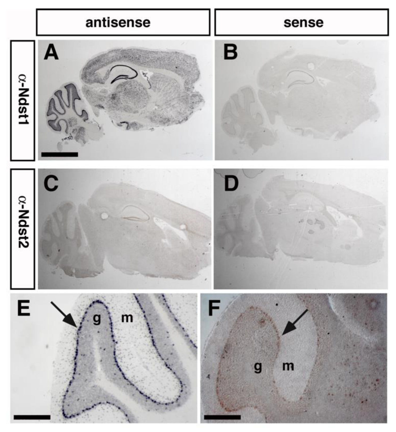 Jdb 08 00013 g005 Jdb 08 00013 g005
