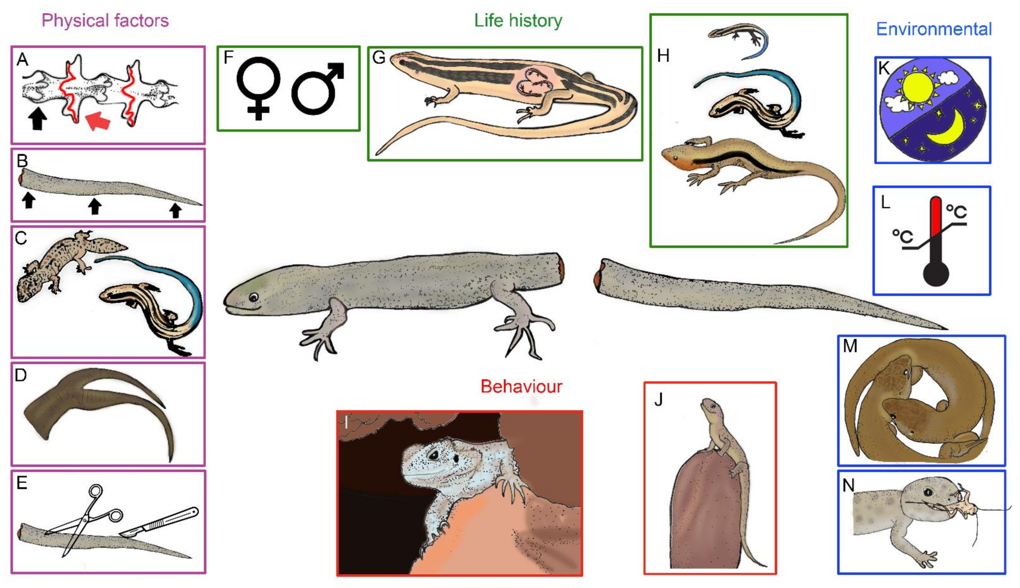 Jdb 09 00053 g001 Jdb 09 00053 g001