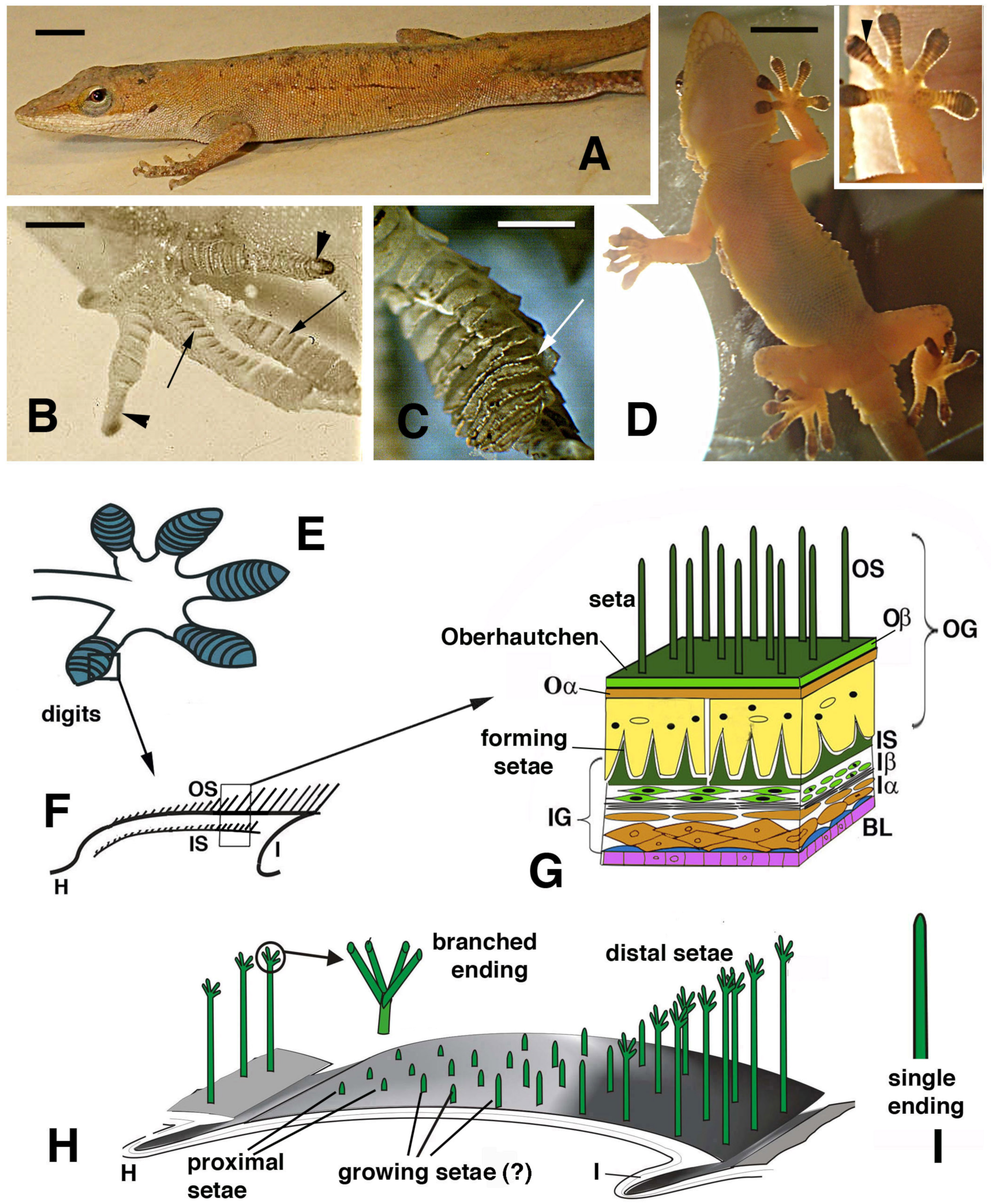 Jdb 11 00003 g001 Jdb 11 00003 g001