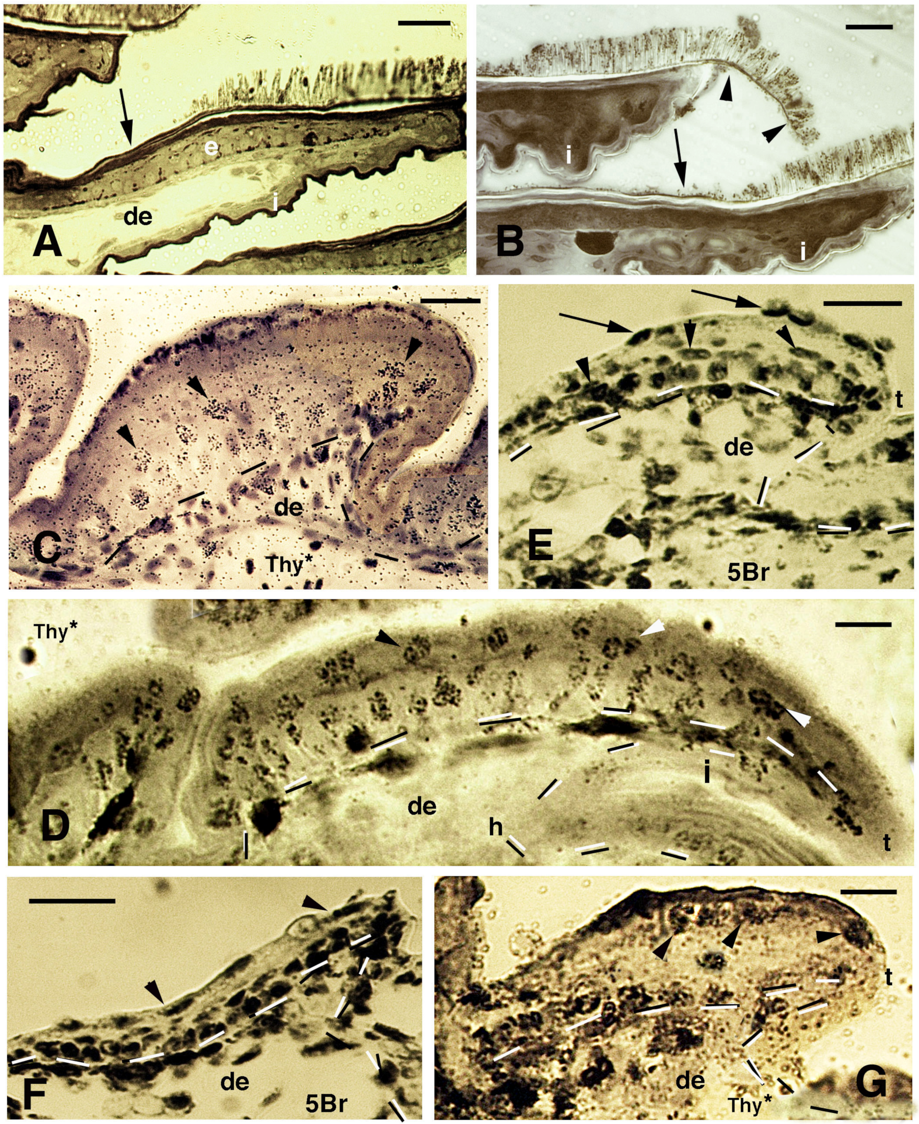 Jdb 11 00003 g004 Jdb 11 00003 g004