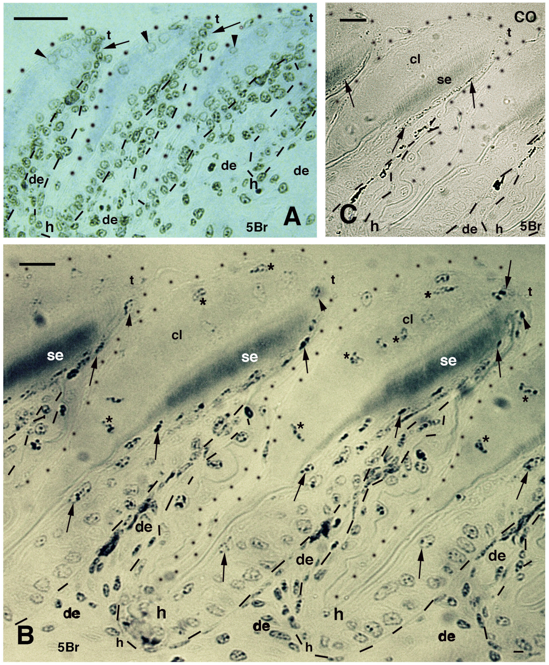 Jdb 11 00003 g005 Jdb 11 00003 g005