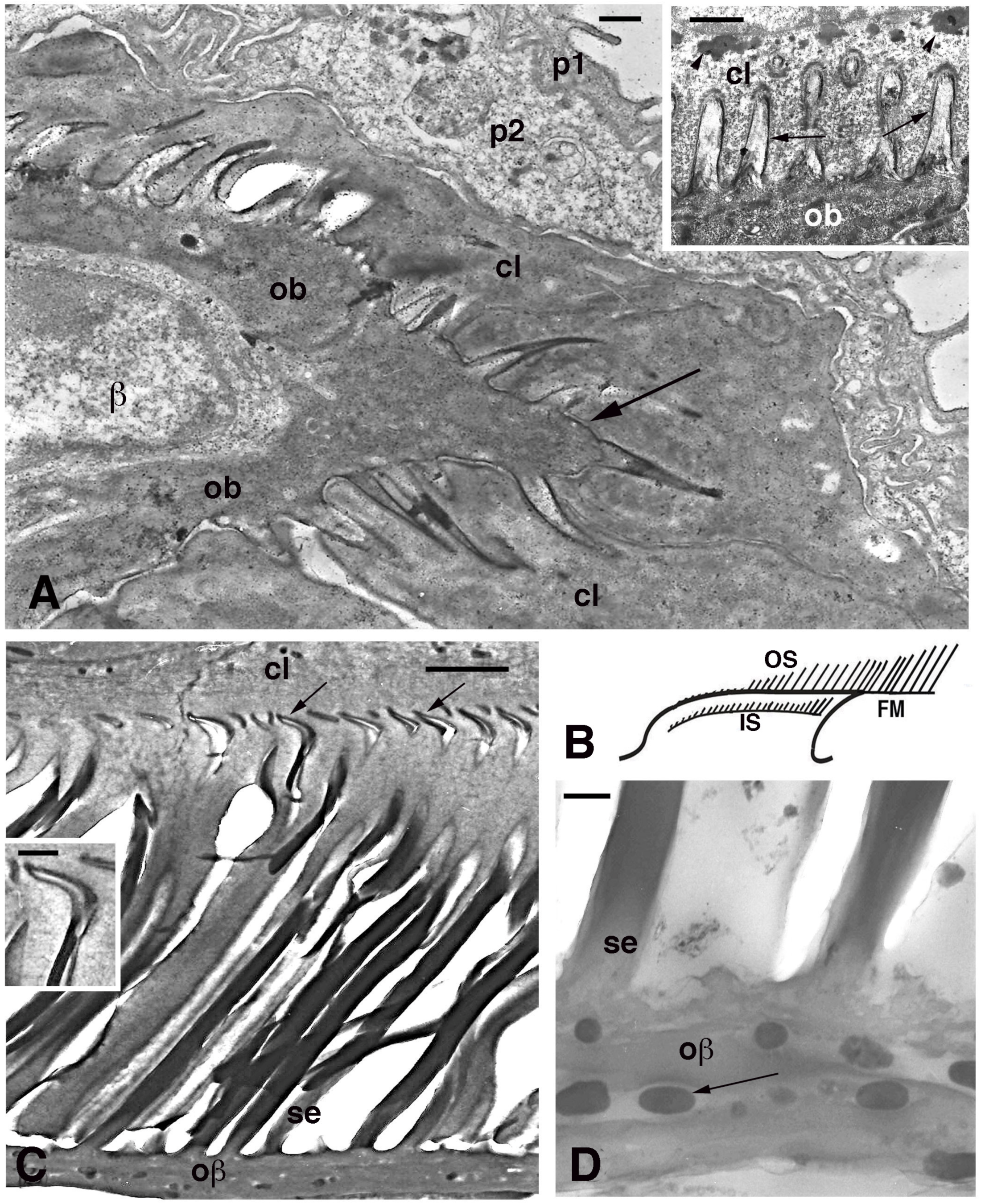 Jdb 11 00003 g006 Jdb 11 00003 g006