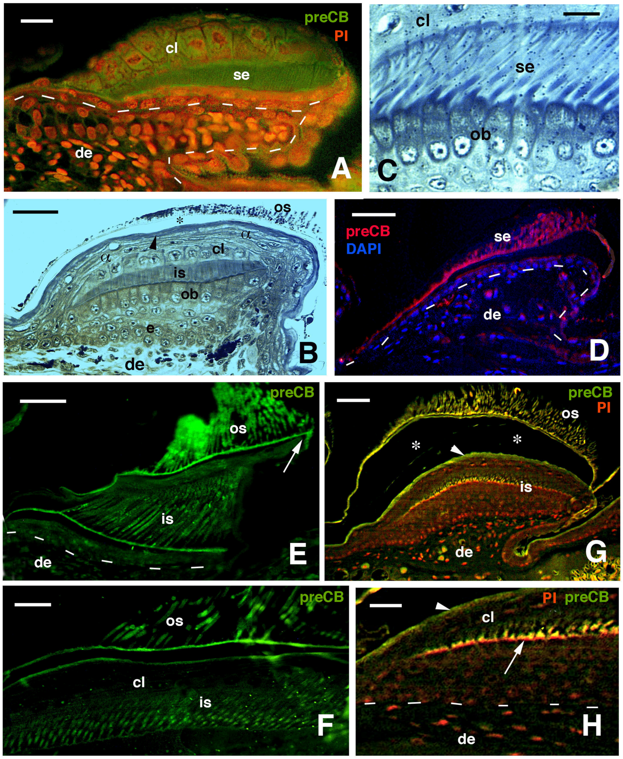 Jdb 11 00003 g007 Jdb 11 00003 g007