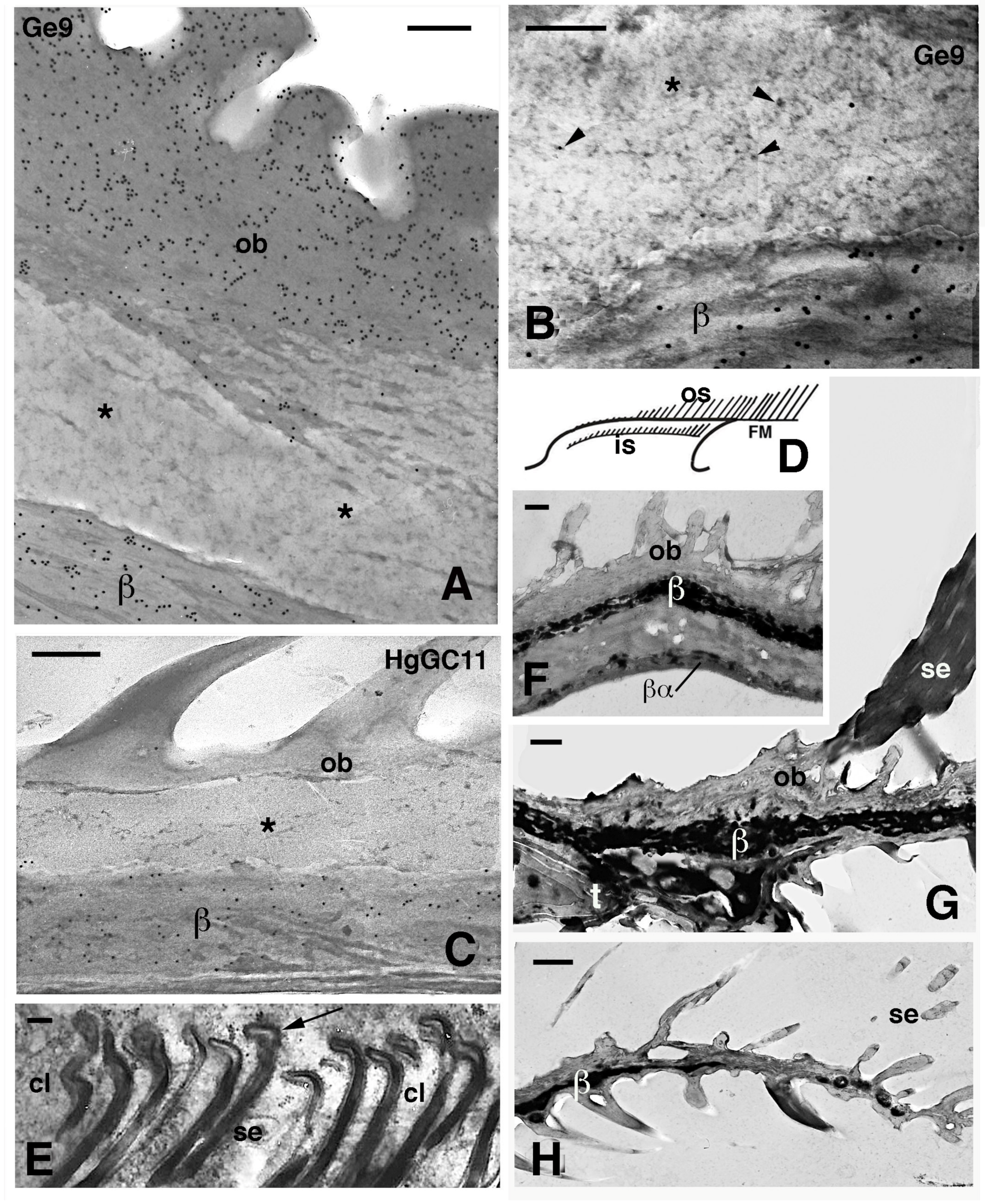Jdb 11 00003 g008 Jdb 11 00003 g008