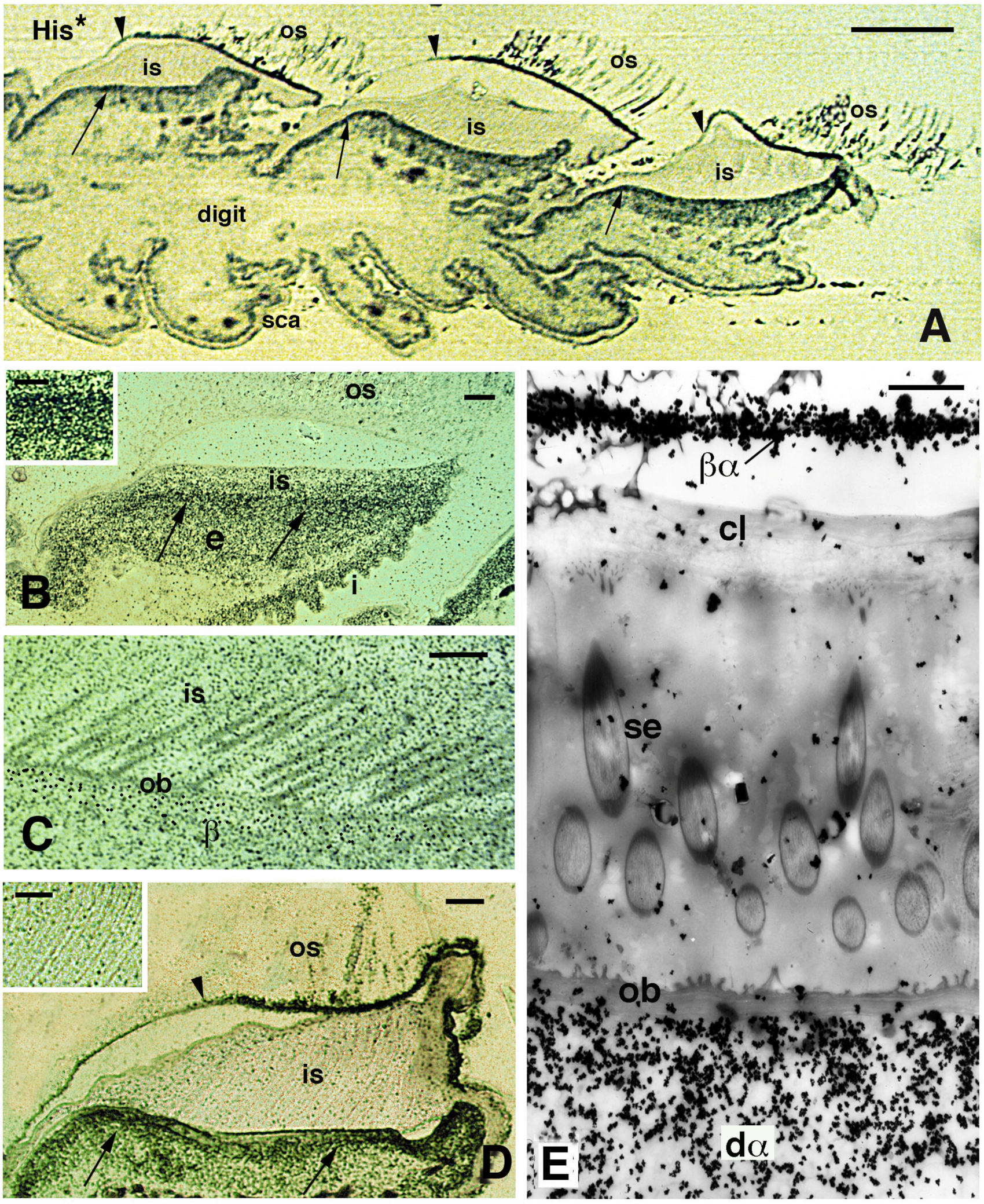 Jdb 11 00003 g009 Jdb 11 00003 g009