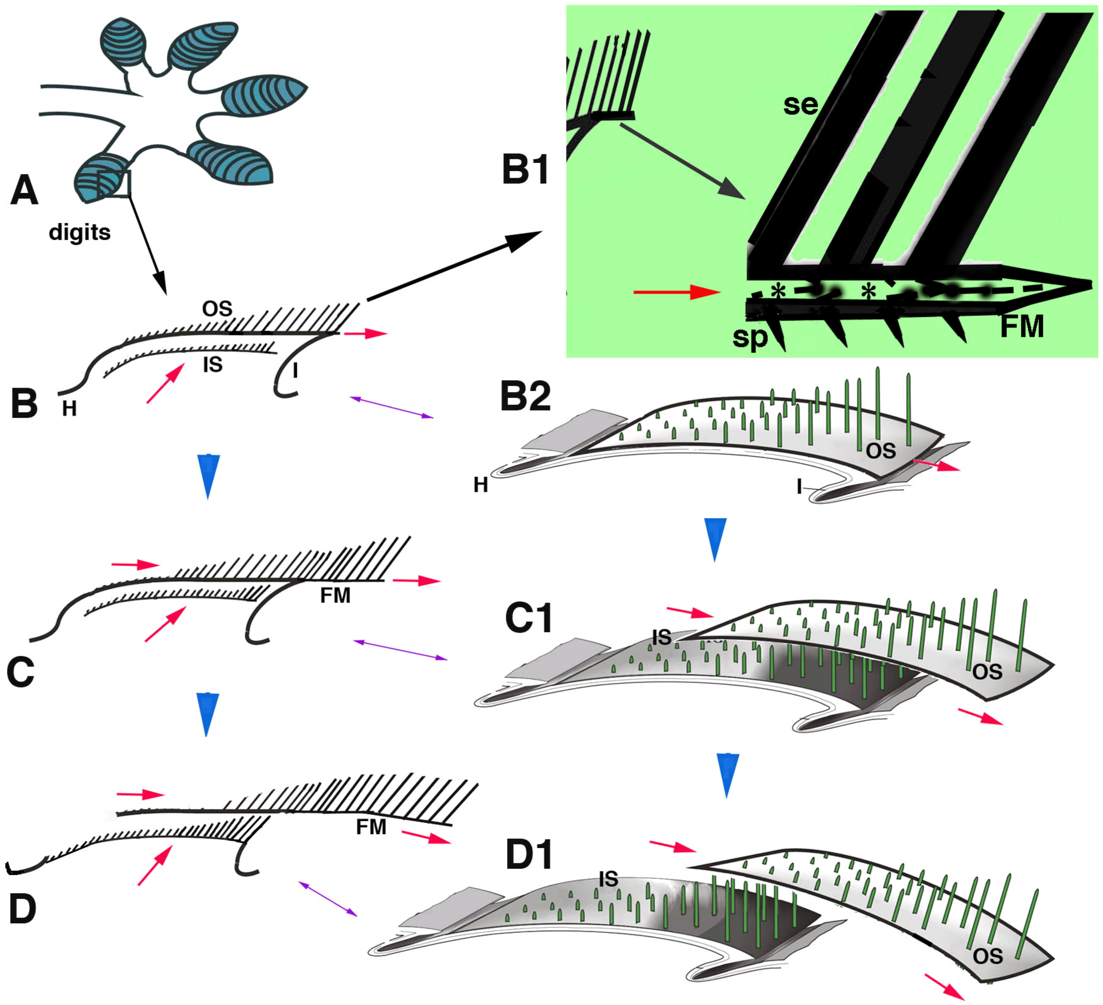 Jdb 11 00003 g010 Jdb 11 00003 g010