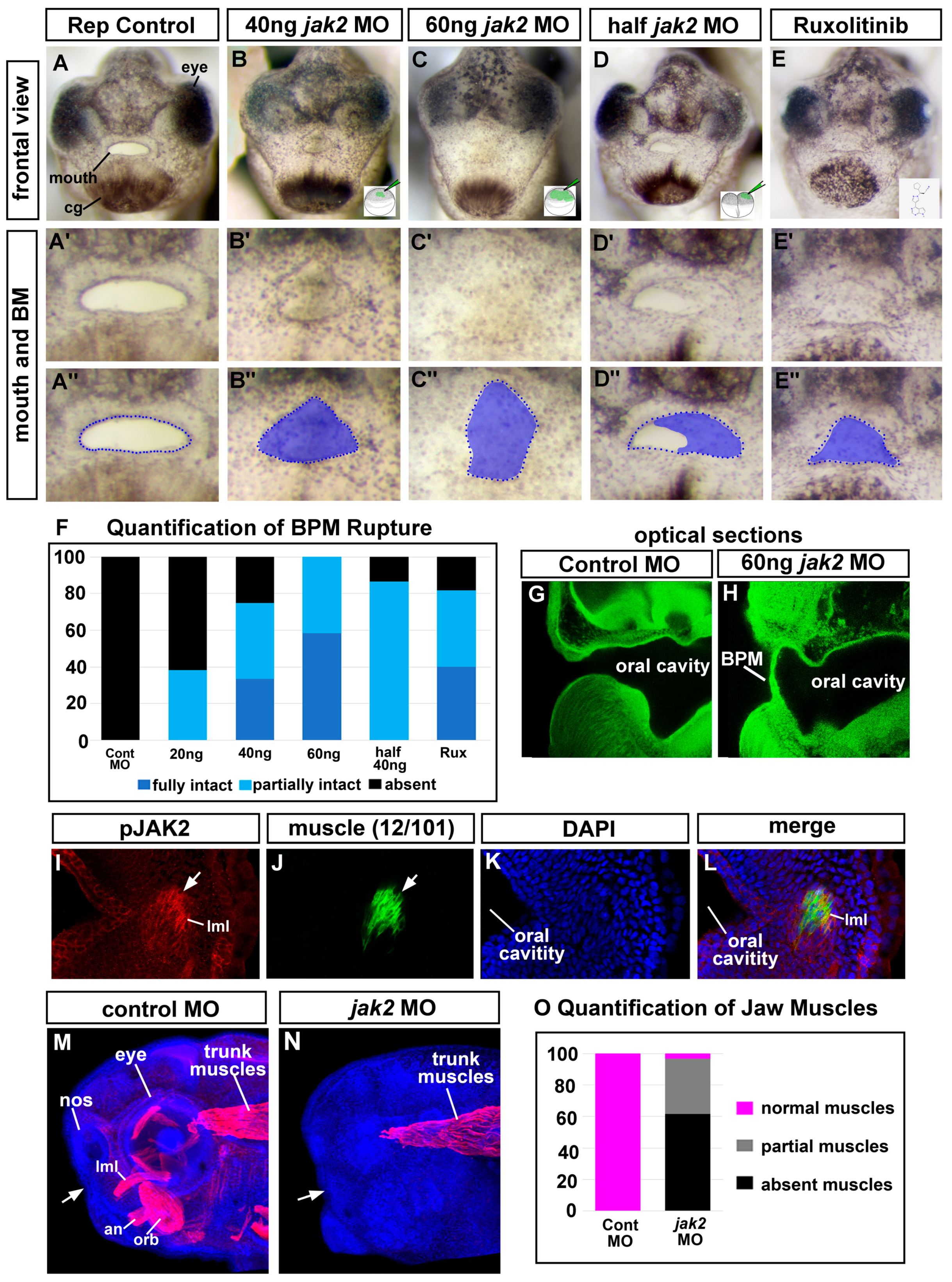 Jdb 11 00024 g003 Jdb 11 00024 g003