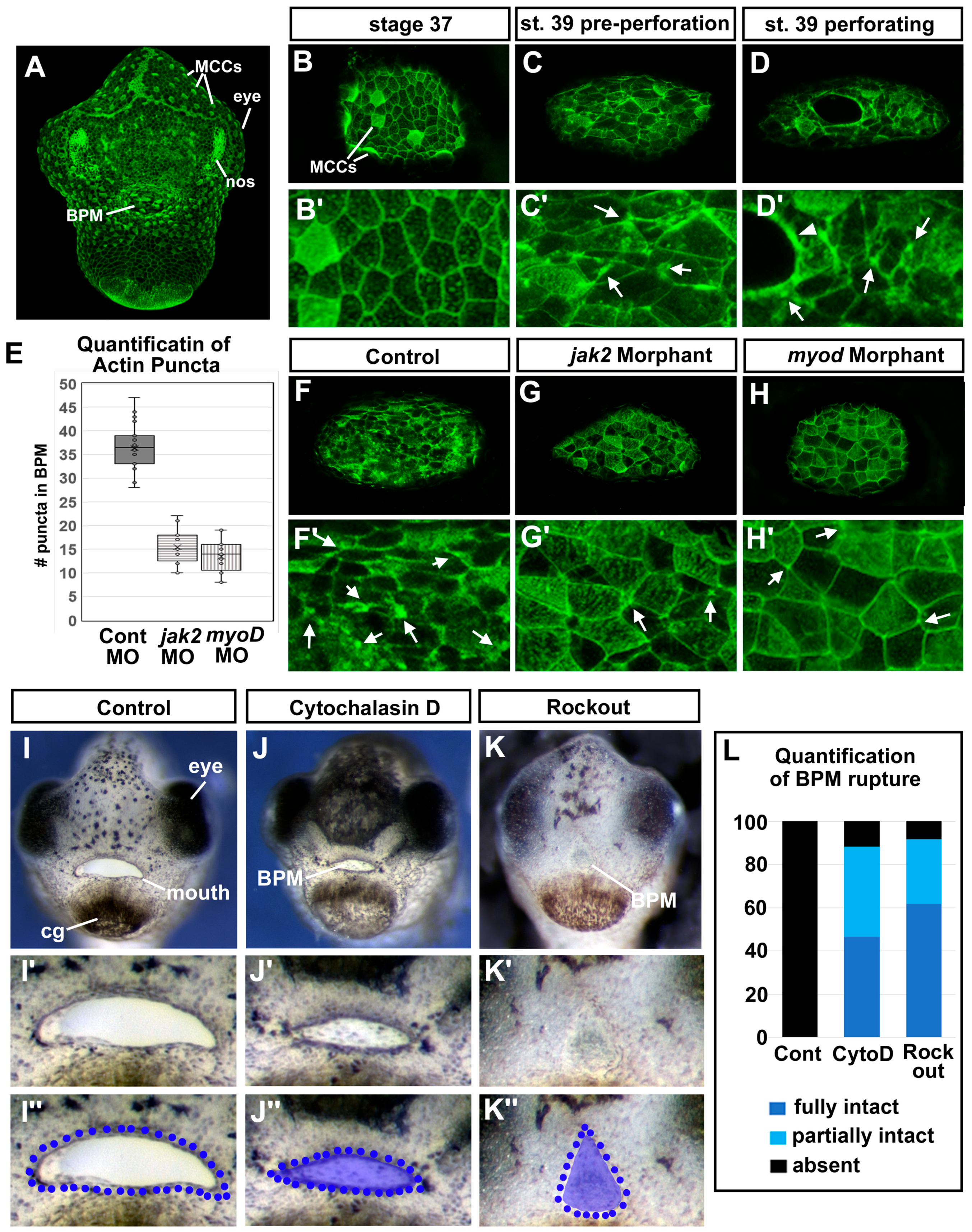 Jdb 11 00024 g006 Jdb 11 00024 g006