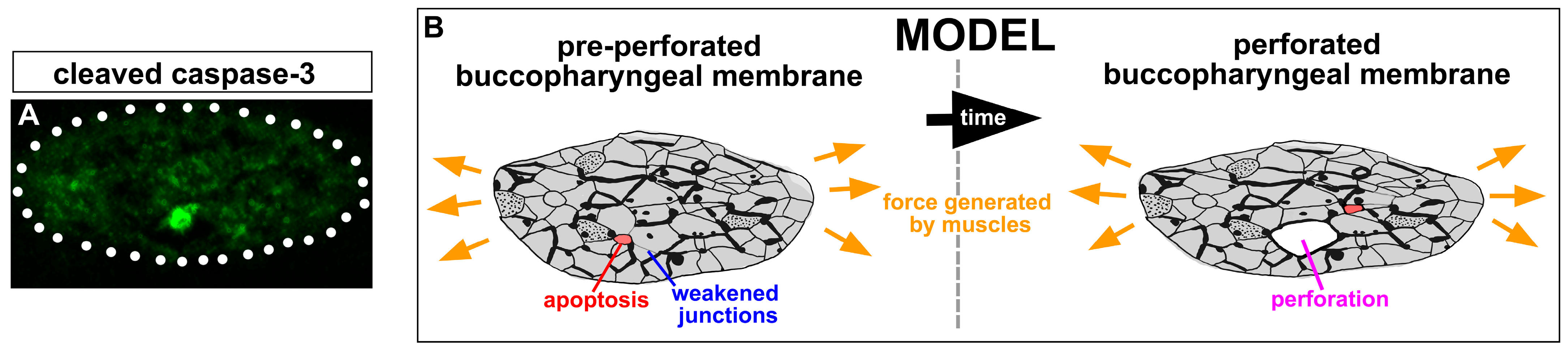 Jdb 11 00024 g007 Jdb 11 00024 g007