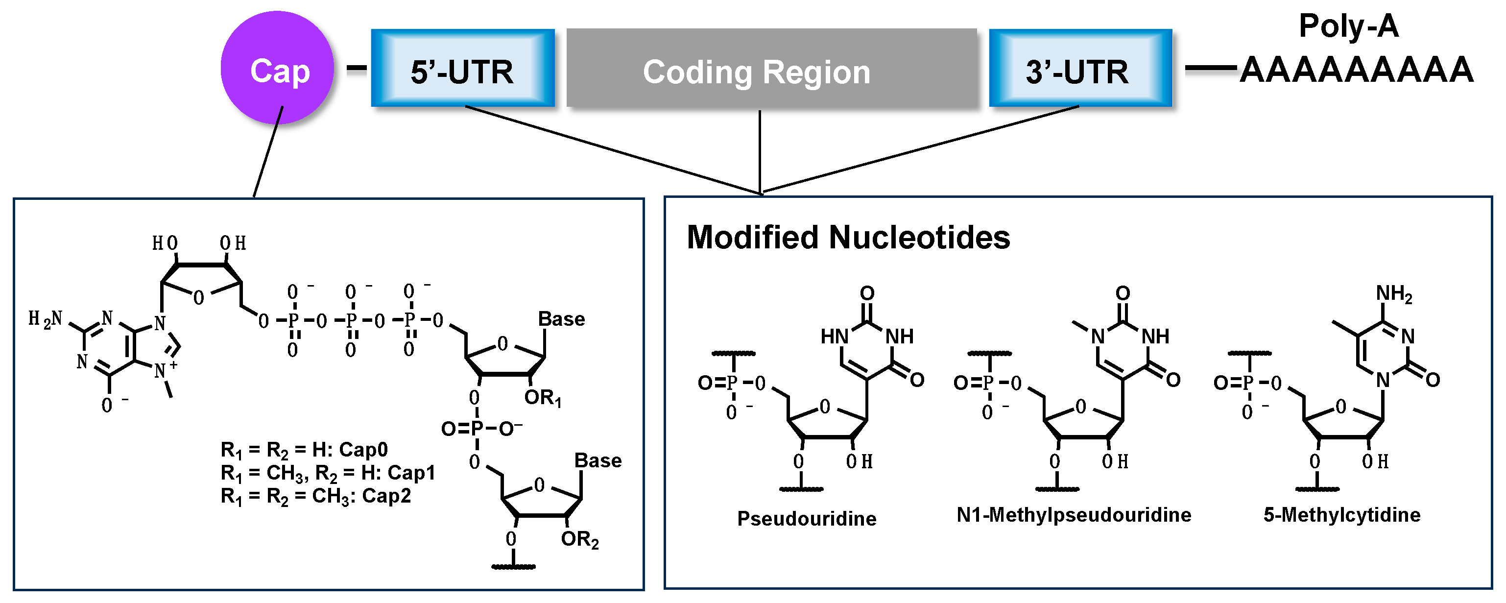 Cell Reprogramming and Differentiation Utilizing Messenger RNA for ...